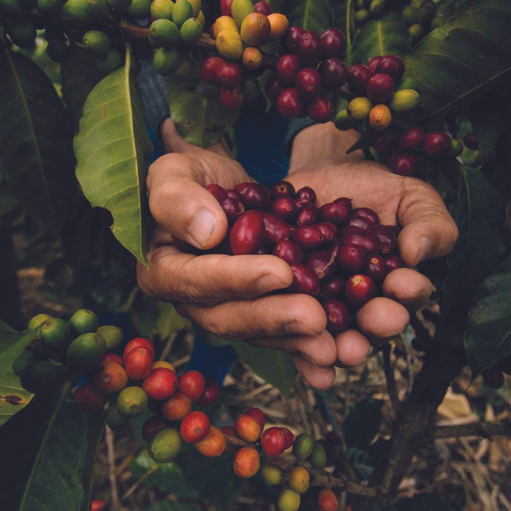 Producción Sostenible