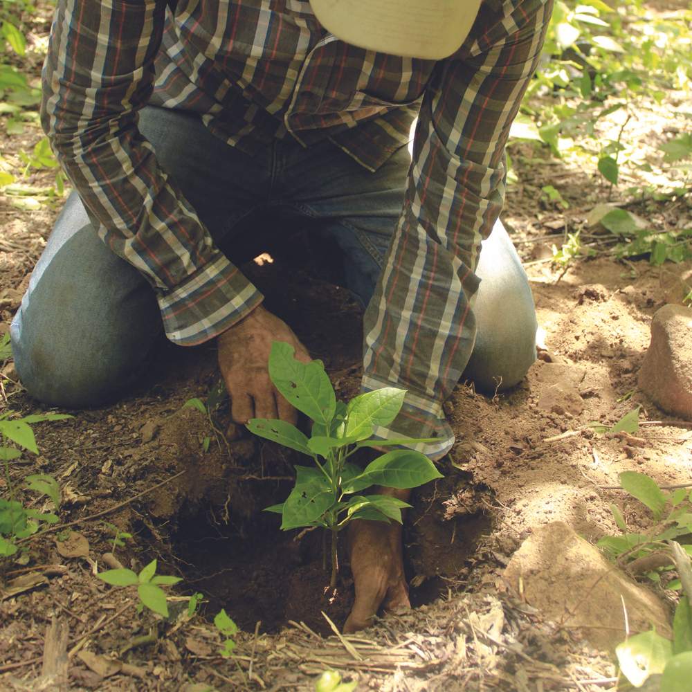 Propagation and seeding